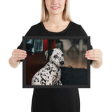 Tableau Dalmatien Calme