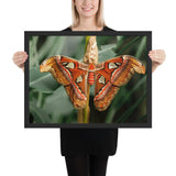 Tableau Deco Papillon Aztèque Orangé