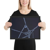 Tableau Animaux Toile d'araignée Emmêlée