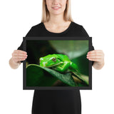 Tableau Grenouille Déco
