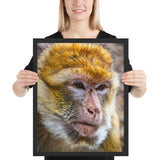 Tableau Singe Énervé et Concentré