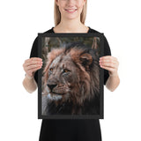 Tableau Animaux Tête de Lion Agé