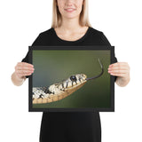 Tableau Animaux  de Serpent