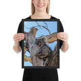 Tableau Animaux Koala (le Dormeur)