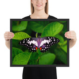 Tableau de Papillons Sauvages