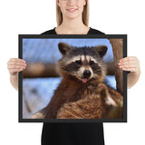 Tableau Raton Laveur Langue pendue