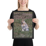 Tableau Lapin de Garenne aux Grandes Oreilles