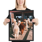 Tableau Alpaga en Famille