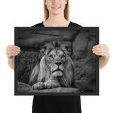 Tableau Tête de Lion L'Empereur Noir et Blanc