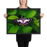 Tableau de Papillons Taches Blanches et Violettes