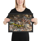 Tableau Animaux Salamandre