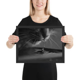 Tableau chat noir et blanc photo