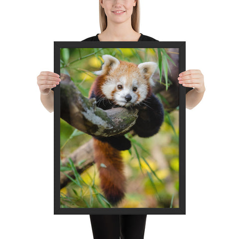 Tableau Panda Roux Bébé en Equilibre