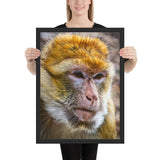 Tableau Singe en Colère