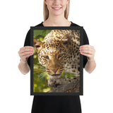 Tableau Animaux Panthère Focus