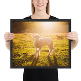 Tableau de Mouton brebis Blanche