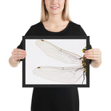 Tableau Libellule Ailes Fragiles