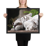 Tableau de Tigre Blanc Endormi Sibérie