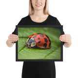 Tableau Coccinelle (Haute définition)
