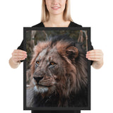 Tableau Tête de Lion Scare