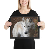 Tableau Loup Blanc Yeux Jaune