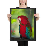 Tableau avec Perroquet Rouge