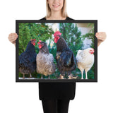 Tableaux  de Poules et Coqs Noirs