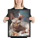 Tableau Chat <Br> Tigre Sphynx