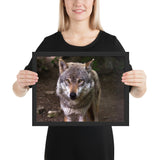 Tableau Loup Photographie