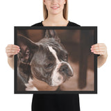 Tableau Bulldog Femelle Noir et Blanc