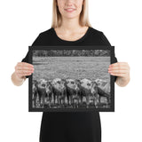 Tableau Animaux avec Vaches En Rang