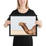 Tableau Animaux Chameau Désert