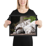 Tableau Animaux de Tigre Blanc Endormi