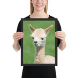 Tableau Animaux Alpaga