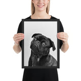 Tableau Chien Carlin Etonné