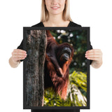 Tableau Orang Outan Observant