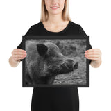 Tableau Animaux <Br> Chasse Sanglier