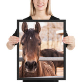 Tableau Chevaux Pur-Sang Focus