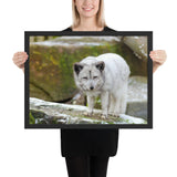 Tableau Bébé Loup Blanc
