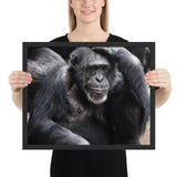 Tableau Singe (Chimpanzé)
