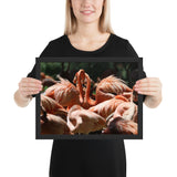 Tableau Animaux Flamant Rose Groupe