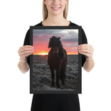 Tableau Chevaux Pure Race