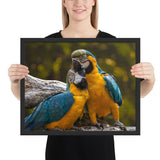 Tableau Perroquet Jaune et Bleu les Amoureux