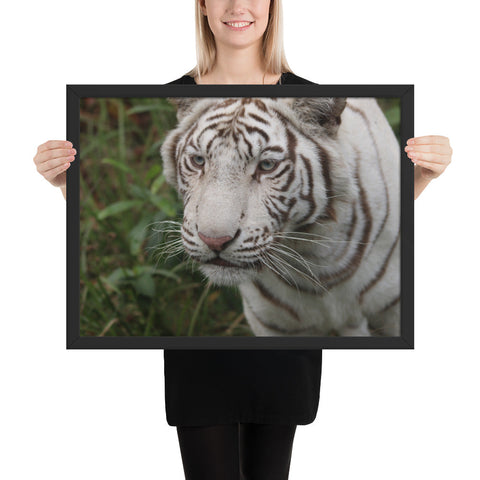Tableau Tigre Blanc Yeux Bleus Focus