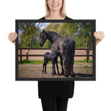 Tableau Chevaux (Poulain)