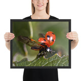 Tableau Coccinelle qui décolle