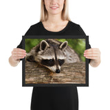 Tableau Raton Laveur Chasseur