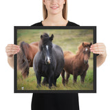 Tableau  Photo de Cheval (Plusieurs Races)