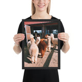 Tableau Alpaga en Meute