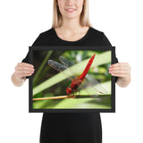 Tableau Animaux Libellule rouges